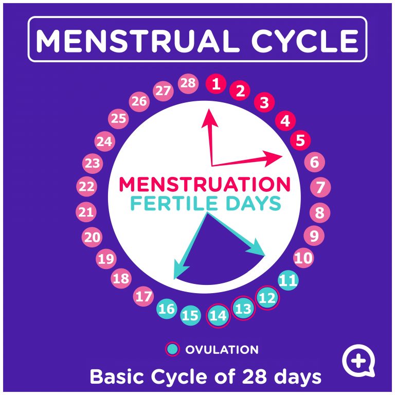 Menstrual Cycle Do You Know How To Recognize Your Fertile Days Mediquo