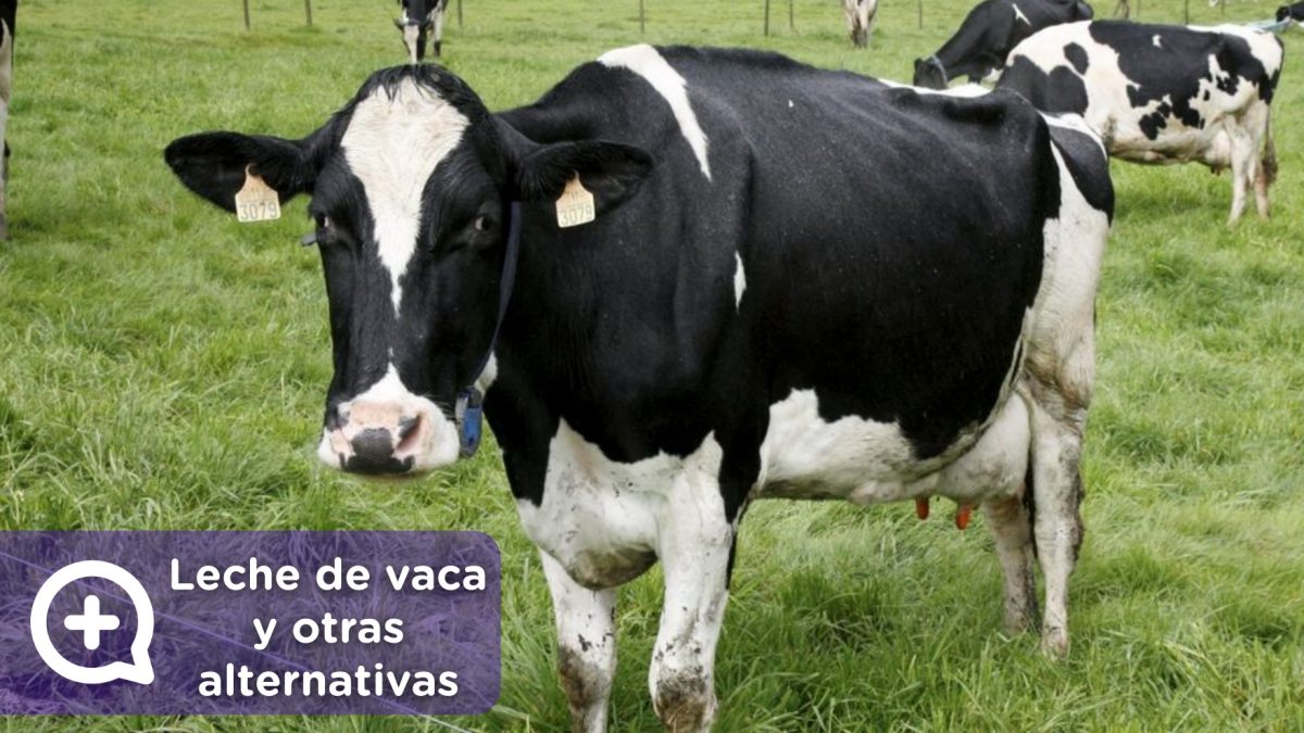 Leche de vaca y otras alternativas. MediQuo. Tu amigo médico. Chat médico.