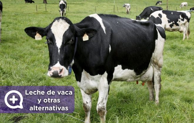 Leche de vaca y otras alternativas. MediQuo. Tu amigo médico. Chat médico.