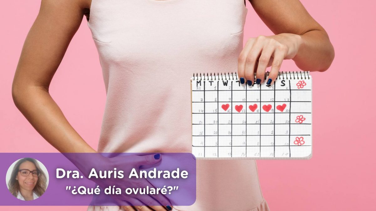 día ovulación, menstruación, fertilidad, embarazo, ovulos, Auris Andrade, Mediquo, Tu amigo médico. Chat médico.