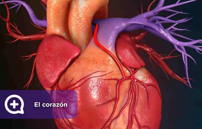 El corazón, órgano, función vital, latido, latir, cardiología, arritmia. mediquo, salud.