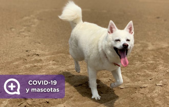 Mascotas, Confinamiento, aislamiento domiciliario por covid-19. recomendaciones generales. coronavirus, virus, medidas de seguridad, estado de alarma. OMS