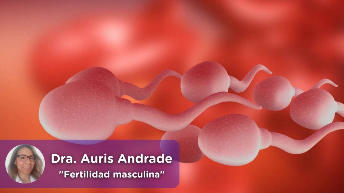 fertilidad masculina, espermatozoides, embarazo, urología, ginecología, mediquo, salud, auris andrade