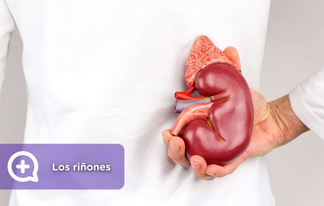 5 síntomas que indican que los riñones no están funcionando bien. Salud, mediQuo, chat médico, asesoría digital.