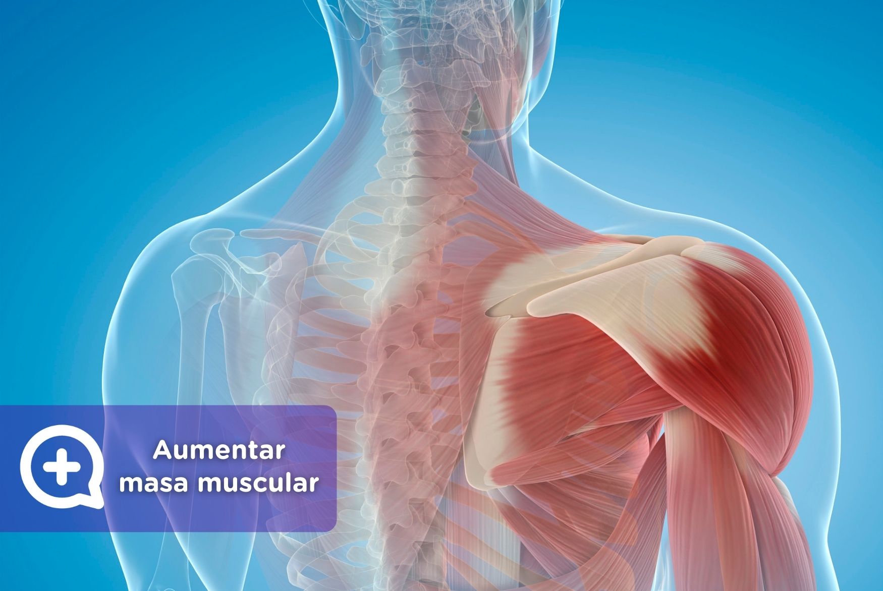 para aumentar la masa muscular mediQuo