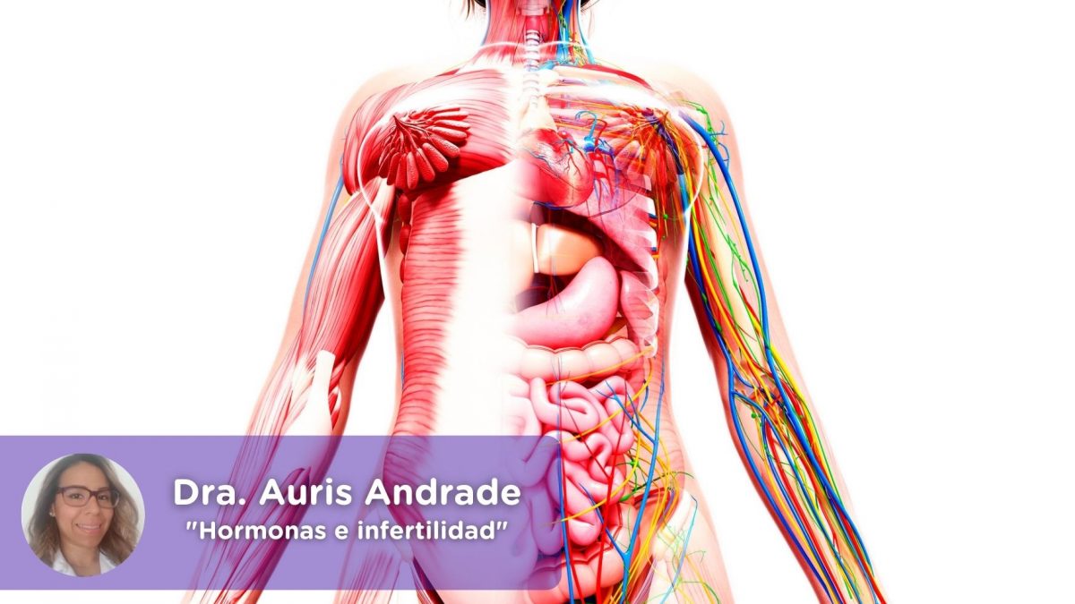 Hormonas e infertilidad femenina mediQuo. Salud. Auris Andrade. Ginecología. Mujer