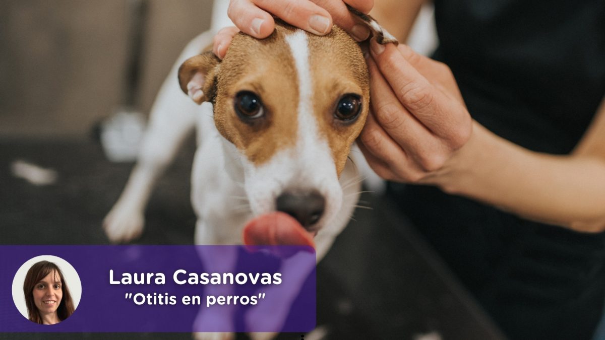 Otitis en perros Laura Casanovas. Veterinaria. Mi perro sacude la cabeza, ¿qué le pasa?