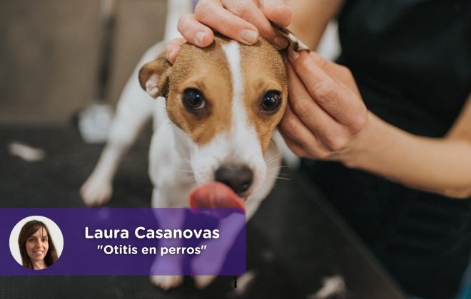 Otitis en perros Laura Casanovas. Veterinaria. Mi perro sacude la cabeza, ¿qué le pasa?