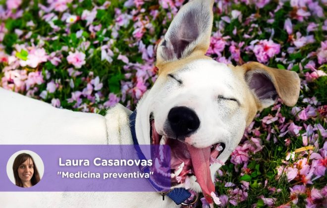 Medicina preventiva mascotas_MediQuo. Laura Casanovas. Chat médico, consulta veterinaria online, perros, gatos, animales domésticos, salud